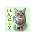 少しおせっかいな猫 ずんぐりちゃん（個別スタンプ：5）