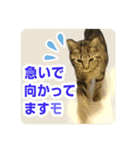 少しおせっかいな猫 ずんぐりちゃん（個別スタンプ：7）