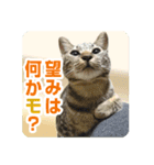 少しおせっかいな猫 ずんぐりちゃん（個別スタンプ：8）