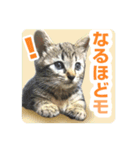 少しおせっかいな猫 ずんぐりちゃん（個別スタンプ：10）