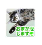 少しおせっかいな猫 ずんぐりちゃん（個別スタンプ：11）