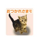 少しおせっかいな猫 ずんぐりちゃん（個別スタンプ：12）