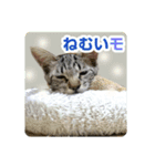 少しおせっかいな猫 ずんぐりちゃん（個別スタンプ：14）