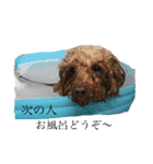 福本家の犬たち（個別スタンプ：24）