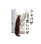 猫のタコキチ（個別スタンプ：11）