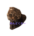 キジ猫 こんぶ（個別スタンプ：6）