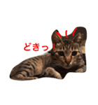 キジ猫 こんぶ（個別スタンプ：8）