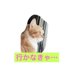 ねこまたんのよく使うことば（個別スタンプ：17）