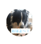 我が家の犬達49（個別スタンプ：1）