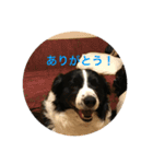 我が家の犬達49（個別スタンプ：5）