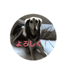 我が家の犬達49（個別スタンプ：6）