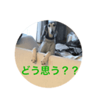 我が家の犬達49（個別スタンプ：8）