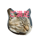 猫のごましお（個別スタンプ：2）