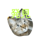 猫のごましお（個別スタンプ：4）