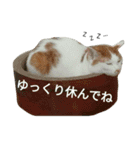 うちの猫 しー（個別スタンプ：5）