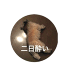 ケアンテリア  犬スタンプ（個別スタンプ：16）