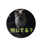 ケアンテリア  犬スタンプ（個別スタンプ：23）