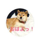 柴犬ゆきの日常スタンプ（個別スタンプ：6）