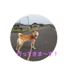 柴犬ゆきの日常スタンプ（個別スタンプ：12）