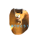 柴犬ゆきの日常スタンプ（個別スタンプ：14）