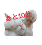 猫のゆきお（個別スタンプ：1）