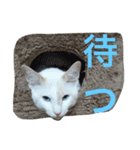 猫のゆきお（個別スタンプ：5）