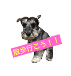 愛犬ムサシの日常（個別スタンプ：6）