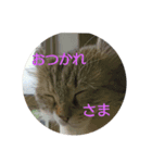 猫達のいる生活（個別スタンプ：7）