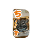 おもしろペットず（個別スタンプ：16）