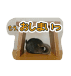 おもしろペットず（個別スタンプ：34）