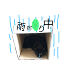 黒猫ダッフィ（個別スタンプ：13）