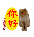 『中国語』『台湾語』ねこ実写スタンプ（個別スタンプ：2）