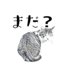 りあるねこ2（個別スタンプ：6）