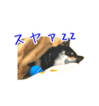 茶々丸さんの日常（個別スタンプ：20）