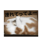 日常会話from猫の表情（個別スタンプ：10）