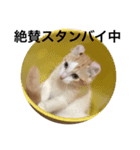 日常会話from猫の表情（個別スタンプ：11）