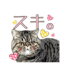 エキゾな猫D（個別スタンプ：9）