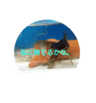 悟った金魚ver2（個別スタンプ：2）