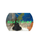 悟った金魚ver2（個別スタンプ：27）