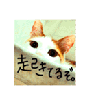 いつも眠たいねこずのほんわか日和（個別スタンプ：15）