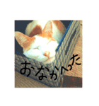 いつも眠たいねこずのほんわか日和（個別スタンプ：19）