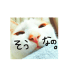 いつも眠たいねこずのほんわか日和（個別スタンプ：25）