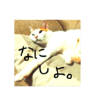 いつも眠たいねこずのほんわか日和（個別スタンプ：27）