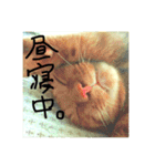 いつも眠たいねこずのほんわか日和（個別スタンプ：29）