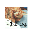 いつも眠たいねこずのほんわか日和（個別スタンプ：31）