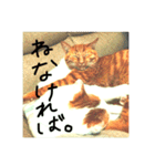 いつも眠たいねこずのほんわか日和（個別スタンプ：37）