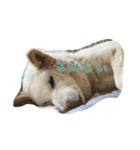 柴犬 SHIBA INU ☆（個別スタンプ：3）