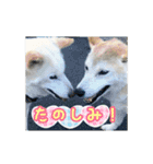 柴犬 SHIBA INU ☆（個別スタンプ：5）