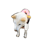 柴犬 SHIBA INU ☆（個別スタンプ：12）