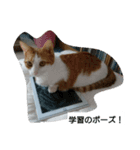 我が家の猫2（個別スタンプ：8）